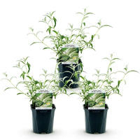 Green boutiQ - Tuinplant - Buddleja davidii White Profusion - Vlinderstruik - Winterhard - Wit - 3 Planten - Pot 17cm - Hoogte 45cm