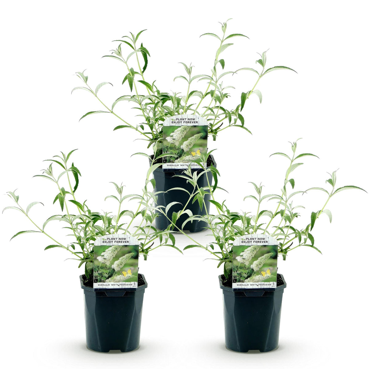 Green boutiQ - Plante de jardin - Buddleja davidii White Profusion - Arbre aux papillons - Rustique - Blanc - 3 Plantes - Pot 17cm - Hauteur 45cm