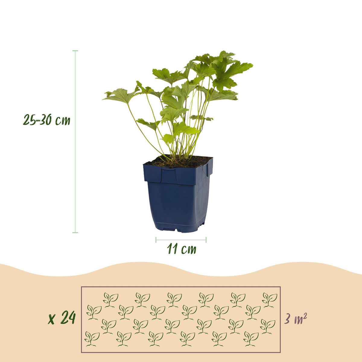 Green boutiQ - Borderpakket - Kleur Wit - 24 Vaste planten - 3 m2 - Diversen kleuren - Weinig Onderhoud - Pot 11cm