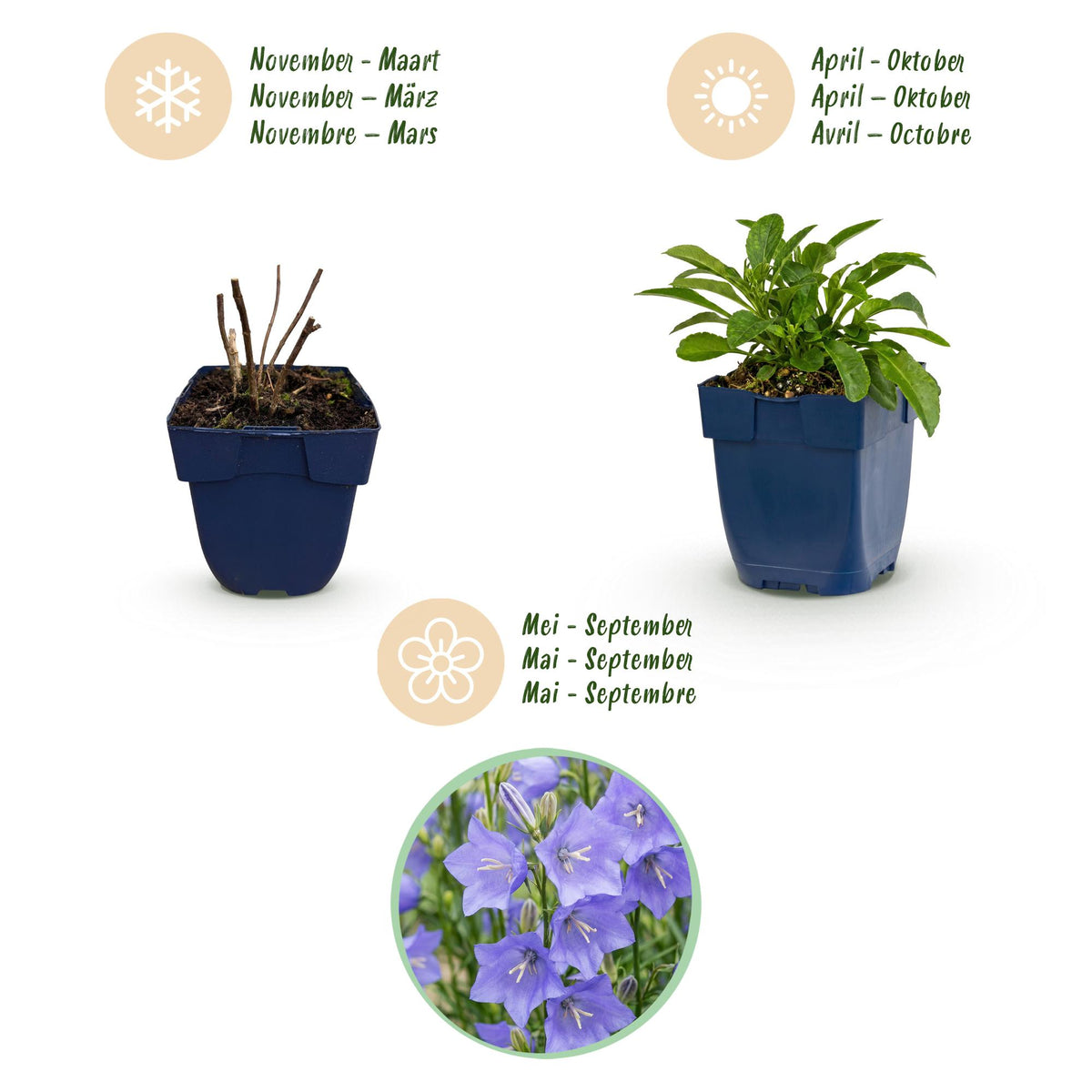 Green boutiQ - Plante vivace - Campanula persicifolia - Campanule à feuilles de pêcher - Attire les abeilles et les papillons - Bleu - 1 plante - Pot 11 cm - Hauteur 15-25 cm