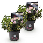 Green boutiQ - Rhododendron nain - Rhododendron Bloombux rose clair - Buis fleuri - Faible entretien - Fleur rose clair - 2 plantes - Pot 17 cm - Hauteur 30-40 cm