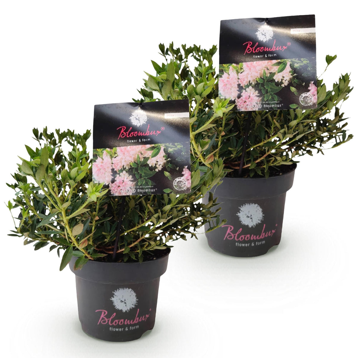 Green boutiQ - Rhododendron nain - Rhododendron Bloombux rose clair - Buis fleuri - Faible entretien - Fleur rose clair - 2 plantes - Pot 17 cm - Hauteur 30-40 cm