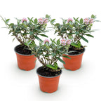 Green boutiQ - Gartenpflanze - Buddleja davidii Butterfly Candy Little Pink - Schmetterlingsflieder - Kompakt - Rosa - 3 Pflanzen - Topf 12cm - Höhe 20-25cm
