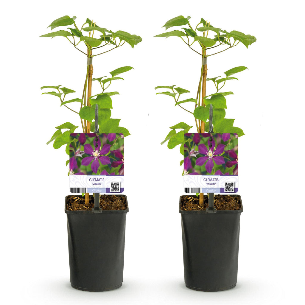 Green boutiQ - Plante grimpante - Clématite Mikelite - Fleur violette - Peu d'entretien - 2 plantes - Pot 11cm Hauteur 40cm