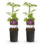 Green boutiQ - Plante grimpante - Clématite Mikelite - Fleur violette - Peu d'entretien - 2 plantes - Pot 11cm Hauteur 40cm