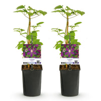 Green boutiQ - Klimplant - Clematis Mikelite - Bloem Paars - Weinig onderhoud -2 planten -  Pot 11cm Hoogte 40cm