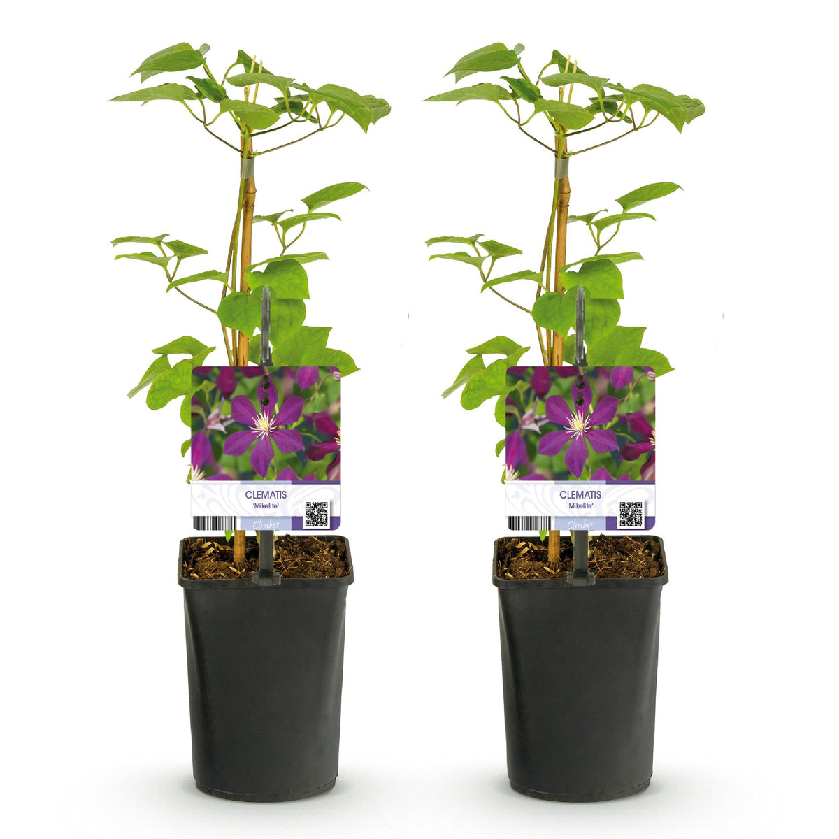 Green boutiQ - Plante grimpante - Clématite Mikelite - Fleur violette - Peu d'entretien - 2 plantes - Pot 11cm Hauteur 40cm