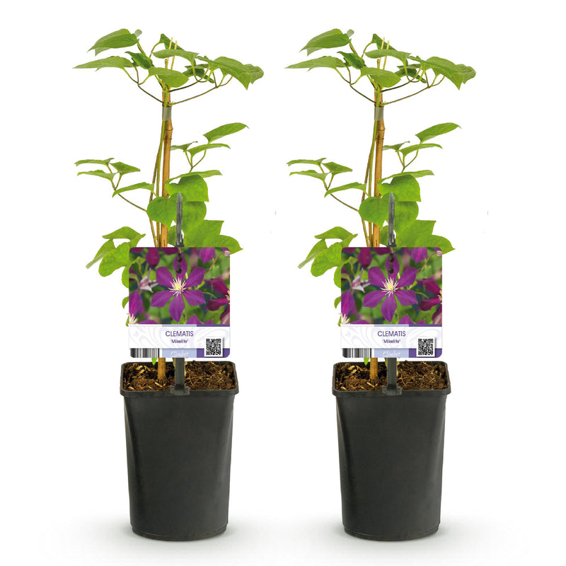 Green boutiQ - Klimplant - Clematis Mikelite - Bloem Paars - Weinig onderhoud -2 planten -  Pot 11cm Hoogte 40cm
