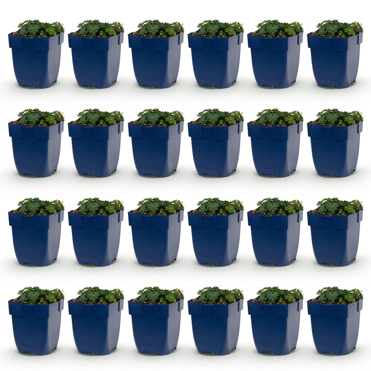 Green boutiQ - Vasteplant - Geranium sang. Max Frei - Ooievaarsbek - Bodembedekkend - Roze - 24 Planten - Pot 11cm - Hoogte 15-25cm