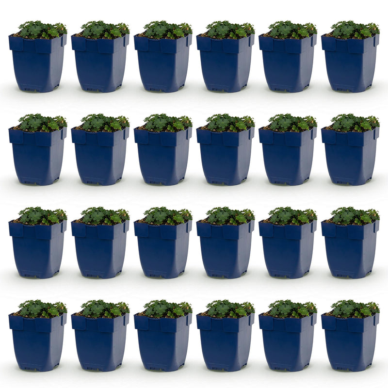 Green boutiQ - Vasteplant - Geranium sang. Max Frei - Ooievaarsbek - Bodembedekkend - Roze - 24 Planten - Pot 11cm - Hoogte 15-25cm