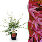 Green boutiQ - Plante de terrasse - Érable du Japon - Acer palmatum Pink Dwarf - Rose - 1 plante - Caduc - Pot 19cm Hauteur 70cm