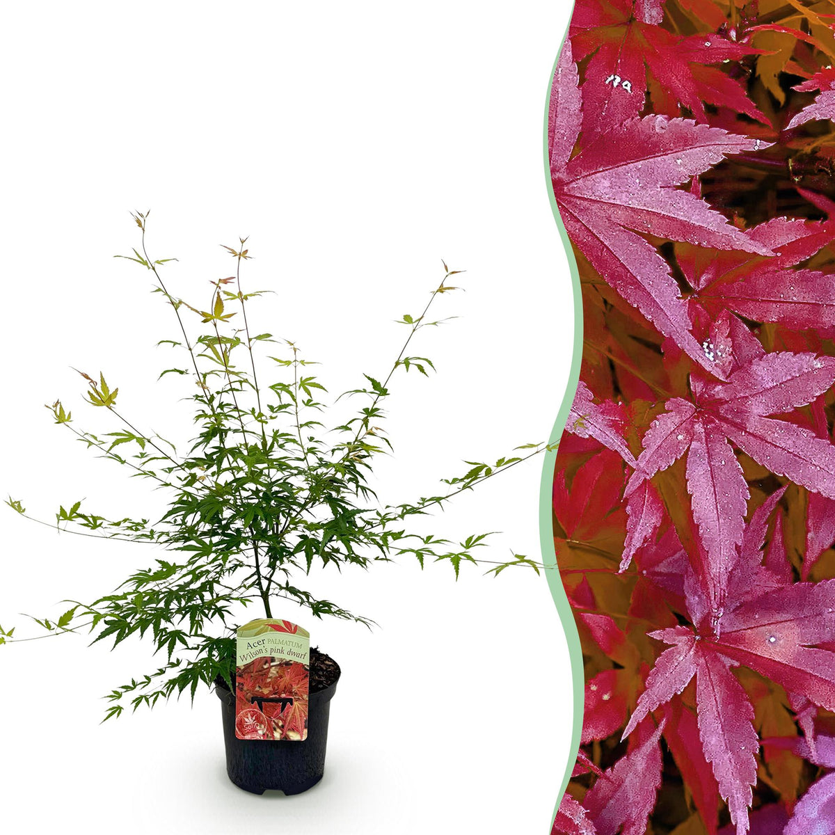 Green boutiQ - Plante de terrasse - Érable du Japon - Acer palmatum Pink Dwarf - Rose - 1 plante - Caduc - Pot 19cm Hauteur 70cm