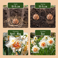 40x Narcissus Replete - Dubbele narcis Replete - Wit en Oranje - Voorjaarsbloeier - Bolmaat 10/12