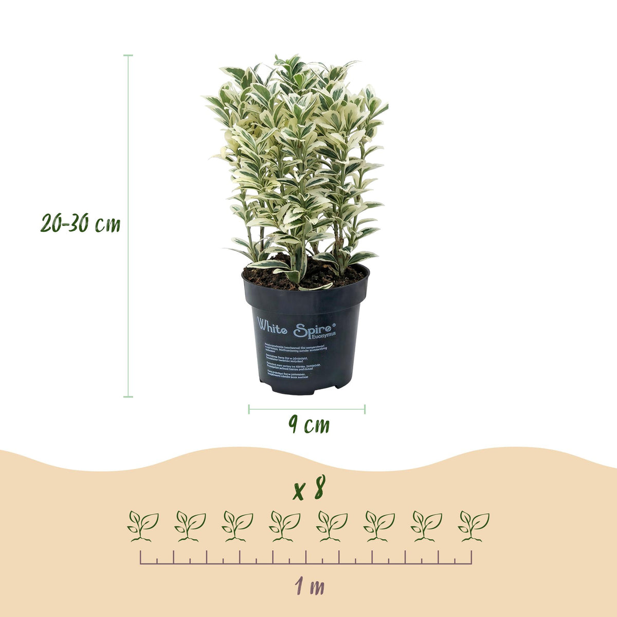 Green boutiQ - 24x Euonymus japonicus White Spire - Kardinaalsmuts - Haagplanten - Groenblijvend - Wit - Groen - Pot 9cm - Hoogte 20-30cm