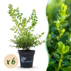 Green boutiQ - Haie de buis - BetterBuxus Babylon Beauty - Résistant à la maladie du buis - 6 plantes - 1 mètre linéaire - pot 13cm hauteur 30-35