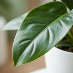 Green boutiQ - Plante d'intérieur - Philodendron - Philodendron Imperial Green - Vert - Entretien facile - 1 plante - avec pot blanc - Pot 19cm - Hauteur 65cm