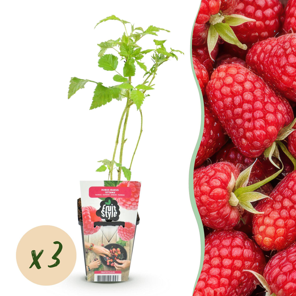 Green boutiQ - Fruitplanten - Framboos - Rubus idaeus Heritage - Winterhard - 3 Planten - Pot 9 cm - Rode Framboos
