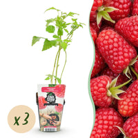 Green boutiQ - Fruitplanten - Framboos - Rubus idaeus Heritage - Winterhard - 3 Planten - Pot 9 cm - Rode Framboos