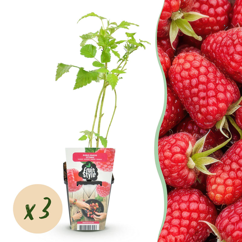 Green boutiQ - Fruitplanten - Framboos - Rubus idaeus Heritage - Winterhard - 3 Planten - Pot 9 cm - Rode Framboos