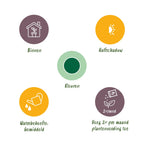Green BoutiQ - Green is... Plantes d'intérieur - Strelitzia Nicolai - Oiseau de paradis - Peu d'entretien - avec panier - Vert - 1 plante - Pot 21cm - Hauteur 110-120cm