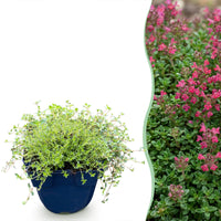 Green boutiQ - Perennial - Thymus praecox Red Carpet - Creeping Thyme - Fragrant - Red-Pink - 24 Plants - Pot 11cm - Height 15-25cm