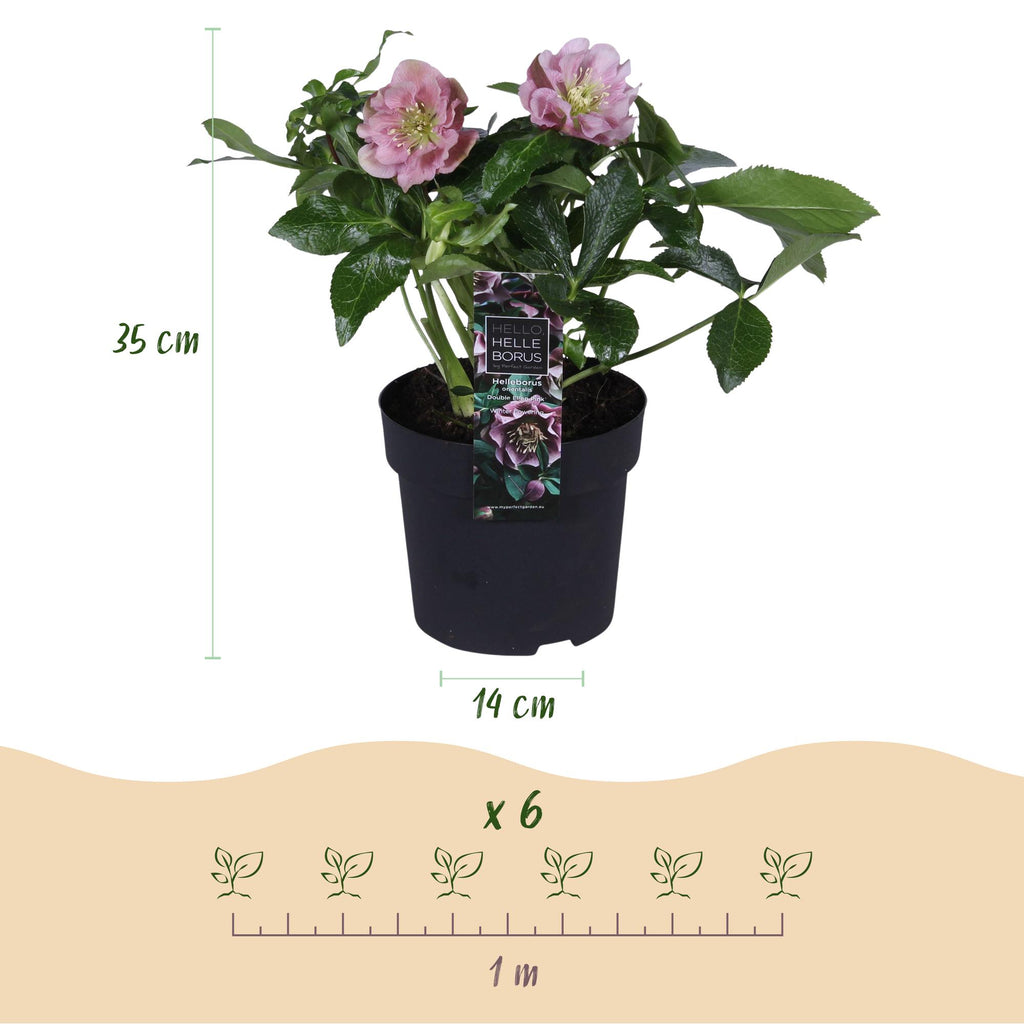 Green boutiQ - Plante de jardin - Rose de Carême - Helleborus orientalis Double Ellen Pink - Fleur rose - 1 Plante - Persistante - Pot 14cm Hauteur 35cm