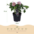 Green boutiQ - Plante de jardin - Rose de Carême - Helleborus orientalis Double Ellen Pink - Fleur rose - 1 Plante - Persistante - Pot 14cm Hauteur 35cm