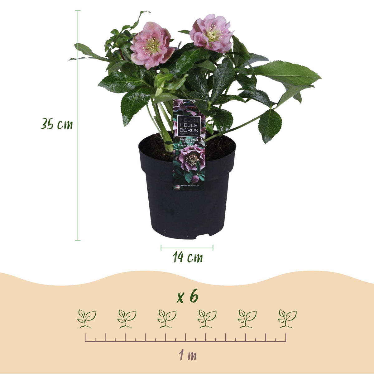 Green boutiQ - Plante de jardin - Rose de Carême - Helleborus orientalis Double Ellen Pink - Fleur rose - 1 Plante - Persistante - Pot 14cm Hauteur 35cm
