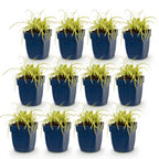 Green boutiQ - Gräser - Carex oshimensis Evergold - Japan-Segge - Immergrün - Gelb-Grün - 12 Pflanzen - Topf 11cm - Höhe 15-25cm