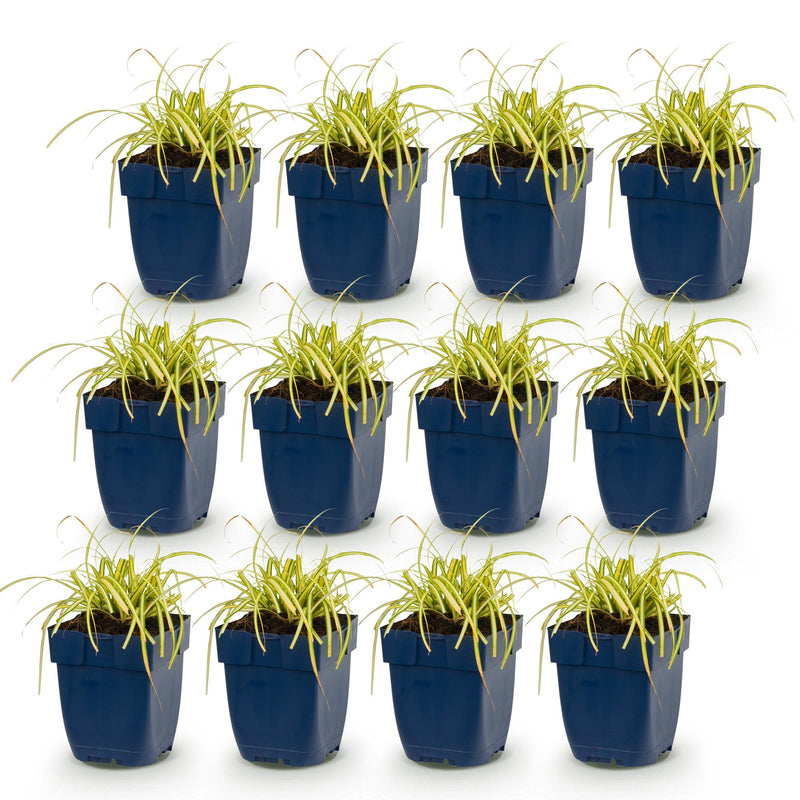 Green boutiQ - Grassen - Carex oshimensis Evergold - Japanse Zegge - Groenblijvend - Geel-Groen - 12 Planten - Pot 11cm - Hoogte 15-25cm