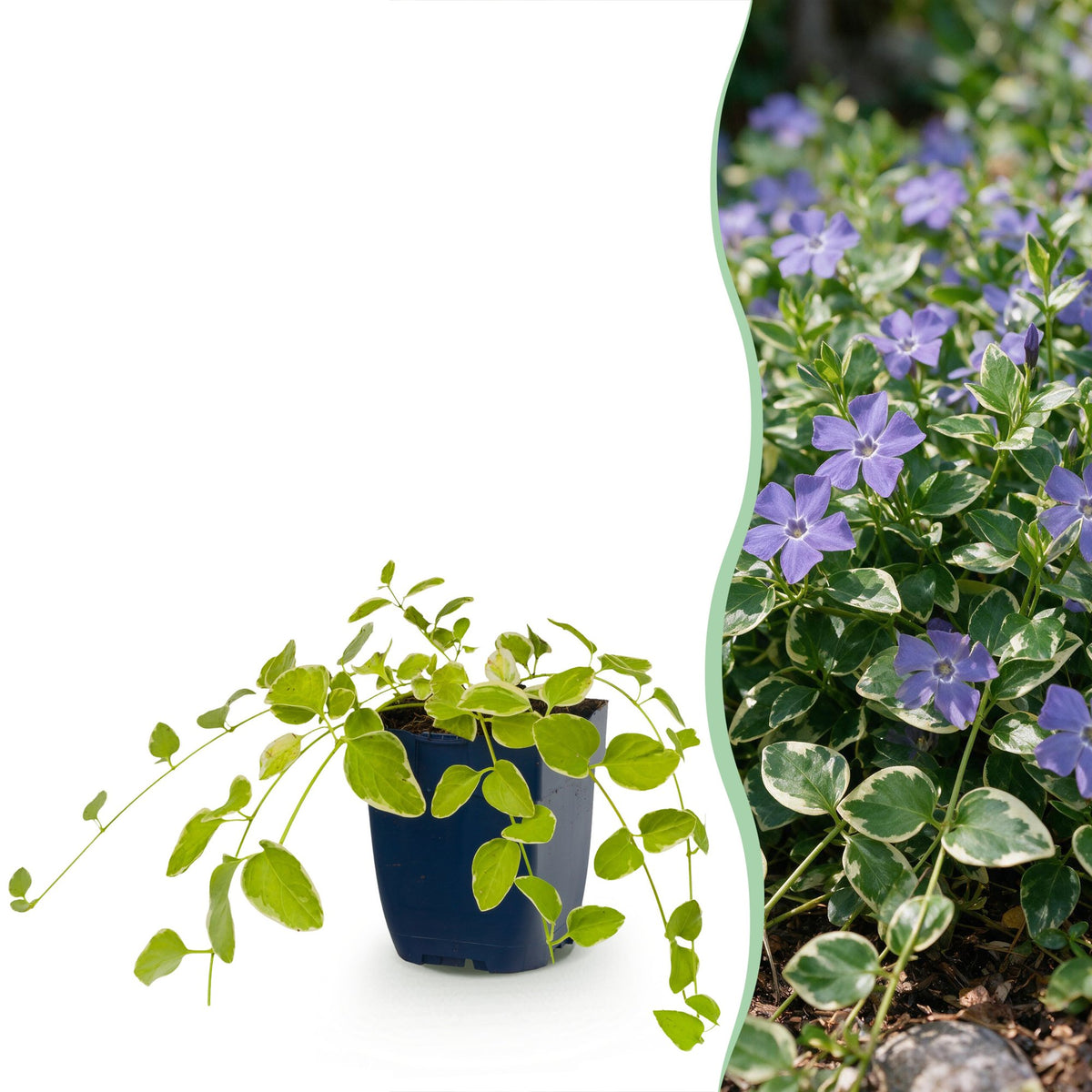 Vasteplant - Vinca major Variegata - Maagdenpalm - Bodembedekkend - Blauw - 6 Planten - Pot 11cm - Hoogte 15-25cm