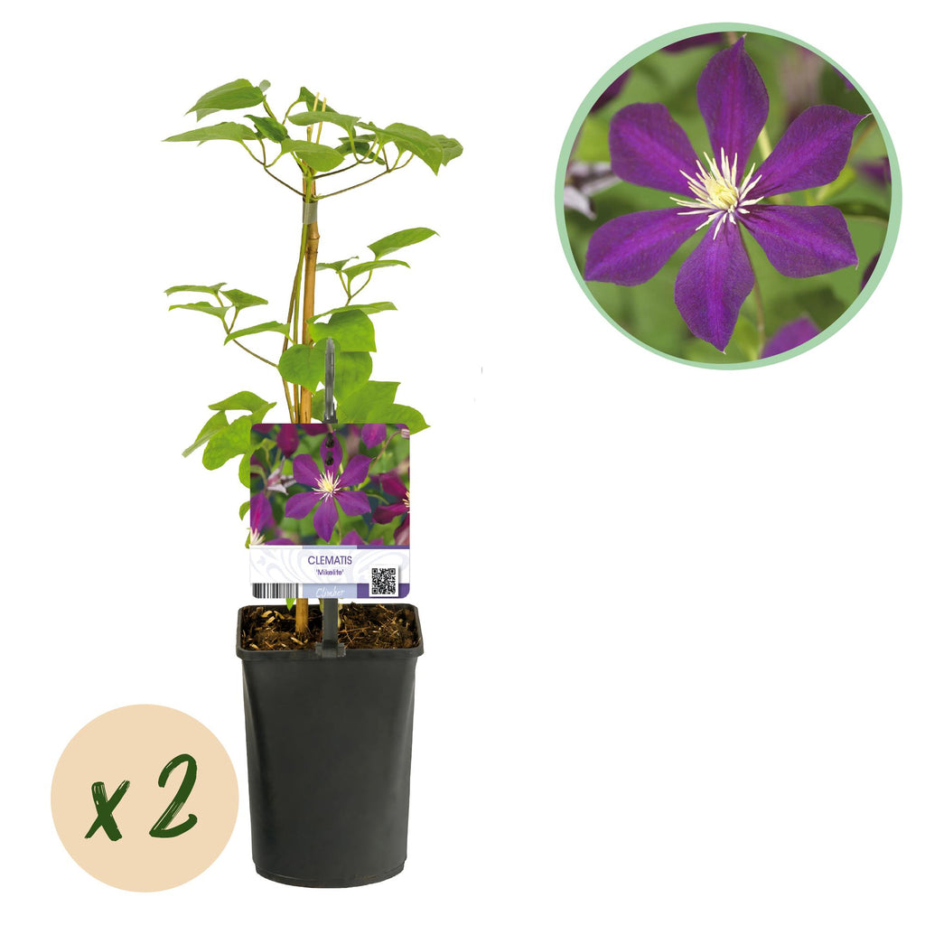 Green boutiQ - Plante grimpante - Clématite Mikelite - Fleur violette - Peu d'entretien - 2 plantes - Pot 11cm Hauteur 40cm