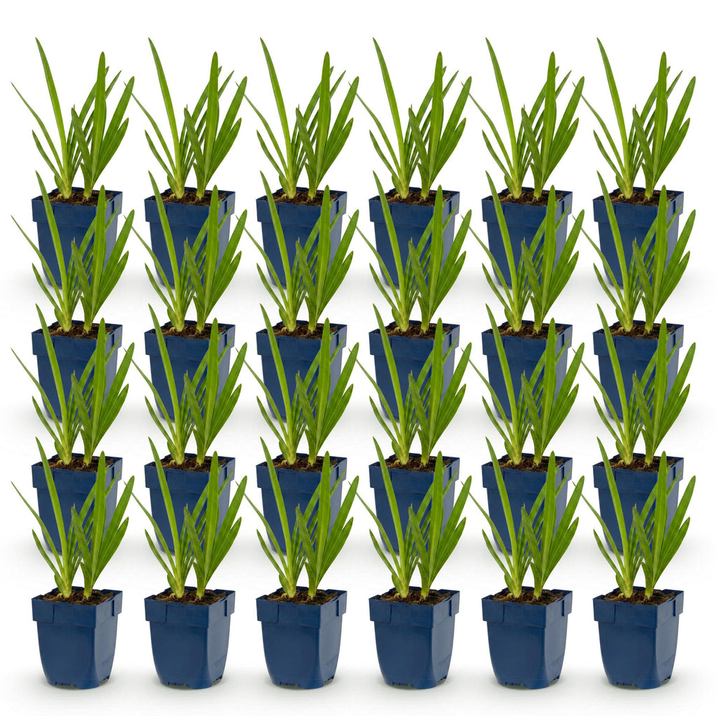 Green boutiQ - Stauden - Agapanthus africanus - Afrikanische Schmucklilie - Bienen- und Schmetterlingsmagnet - Blau - 24 Pflanzen - Topf 11cm - Höhe 15-25cm