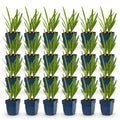 Green boutiQ - Stauden - Agapanthus africanus - Afrikanische Schmucklilie - Bienen- und Schmetterlingsmagnet - Blau - 24 Pflanzen - Topf 11cm - Höhe 15-25cm