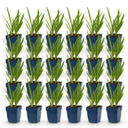 Green boutiQ - Stauden - Agapanthus africanus - Afrikanische Schmucklilie - Bienen- und Schmetterlingsmagnet - Blau - 24 Pflanzen - Topf 11cm - Höhe 15-25cm