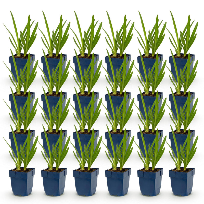 Green boutiQ - Vasteplant - Agapanthus africanus - Afrikaanse Lelie - Bijen en Vlinderlokkers - Blauw - 24 Planten - Pot 11cm - Hoogte 15-25cm