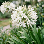 Green boutiQ - Stauden - Agapanthus africanus Albus - Afrikanische Schmucklilie - Bienen- und Schmetterlingsmagnet - Weiß - 24 Pflanzen - Topf 11cm - Höhe 15-25cm