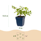 Green boutiQ - Stauden - Astilbe (J) Deutschland - Prachtspiere - Schatten - Weiß - 6 Pflanzen - Topf 11cm - Höhe 15-25cm