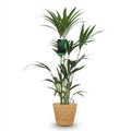 Green boutiQ - Plante d'intérieur - Howea Forsteriana - Palmier Kentia - Peu d'entretien - Vert - 1 Plante - avec Panier - Pot 21cm - Hauteur 120-130cm