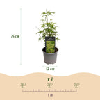 Green boutiQ - Plante de jardin - Acer palmatum Seiryu - Vert 3 Plantes - Caduc - Peu d'entretien - Pot 12cm Hauteur 35cm