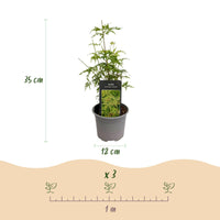 Green boutiQ - Tuinplant - Acer palmatum Seiryu - Groen 3 Planten - Bladverliezend - Weinig Onderhoud  - Pot 12cm Hoogte 35cm