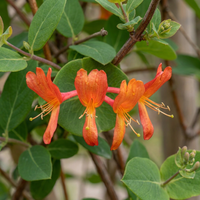 4x Lonicera br. 'Dropmore Scarlet' - Dropmore Scarlet honeysuckle - Red-Yellow - Climber - Ø9cm - ↕35cm