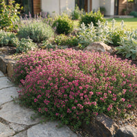 Green boutiQ - Perennial - Thymus praecox Red Carpet - Creeping Thyme - Fragrant - Red-Pink - 12 Plants - Pot 11cm - Height 15-25cm
