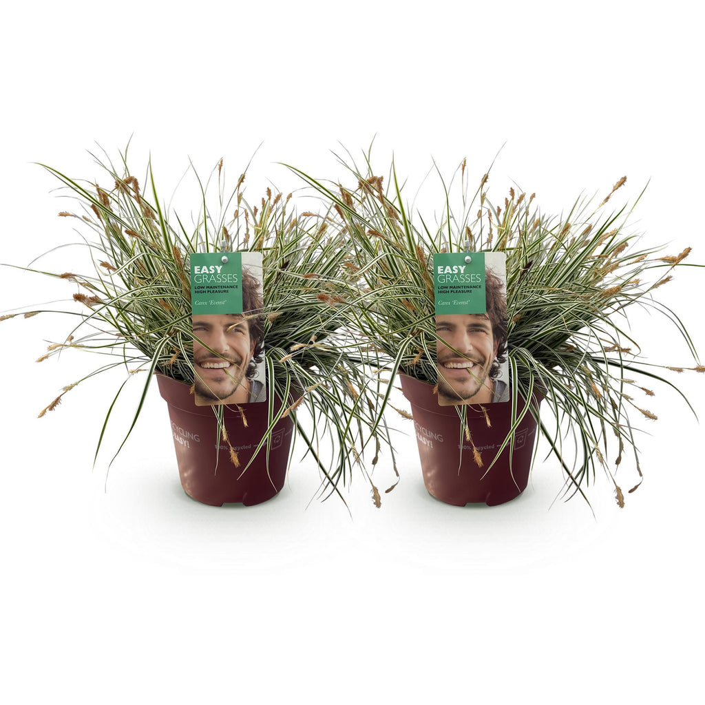 Green boutiQ - Graminées ornementales - Carex oshimensis Everest - Blanc et vert - 2 plantes - Persistant - Peu d'entretien - Pot 17cm Hauteur 50cm
