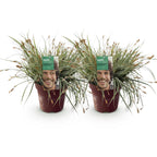 Green boutiQ - Graminées ornementales - Carex oshimensis Everest - Blanc et vert - 2 plantes - Persistant - Peu d'entretien - Pot 17cm Hauteur 50cm