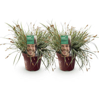 Green boutiQ - Siergrassen - Carex oshimensis Everest - Wit en Groen - 2 Planten - Bladhoudend - Weinig Onderhoud - Pot 17cm Hoogte 50cm