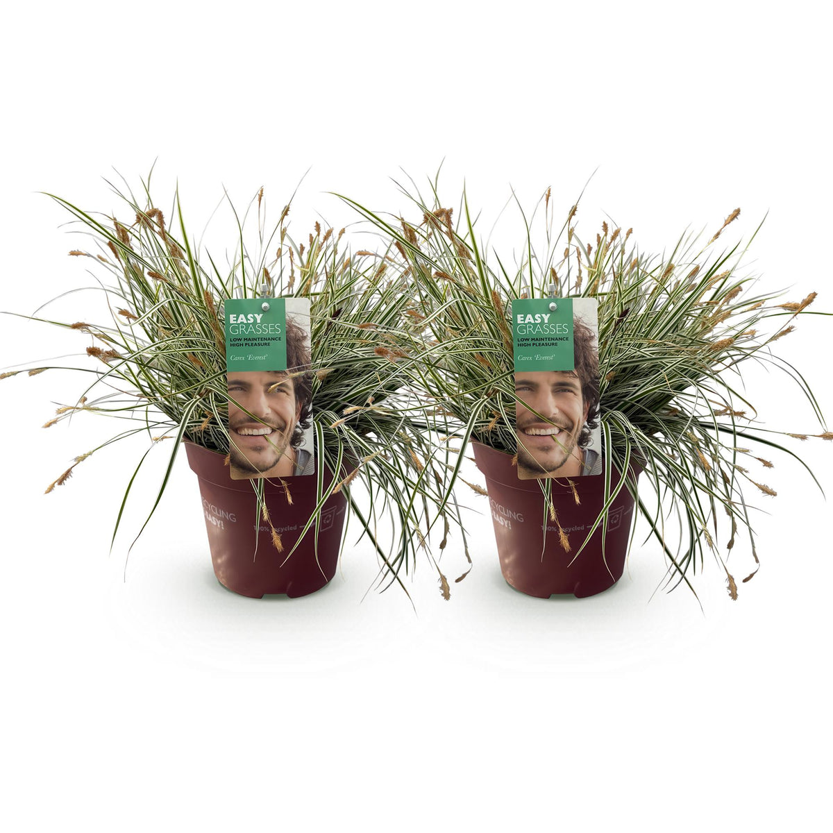 Green boutiQ - Graminées ornementales - Carex oshimensis Everest - Blanc et vert - 2 plantes - Persistant - Peu d'entretien - Pot 17cm Hauteur 50cm