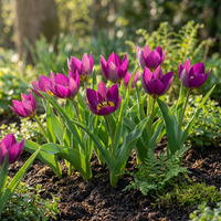 200x Tulipa Persian Pearl - Tulipa Persian Pearl - Paars - Voorjaarsbloeier - Bolmaat 6/7