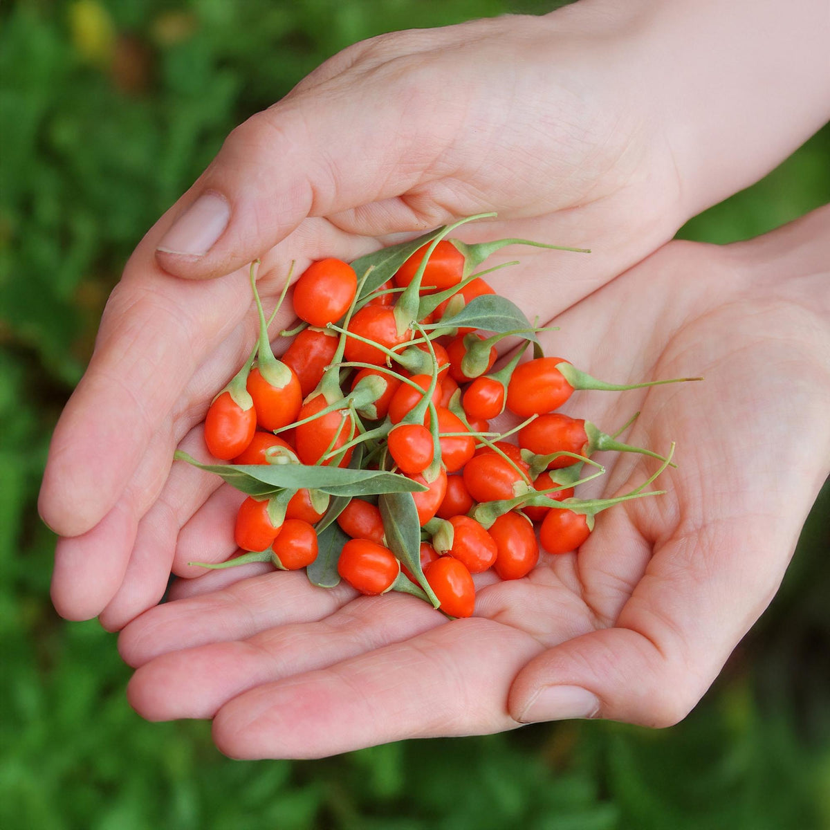 Green boutiQ - Plants fruitiers - Goji - Lycium Barbarum - Rustique - 3 plantes - Pot 9 cm - Orange - Fruit rouge