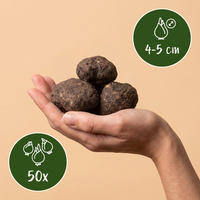 50x Eranthis Cilicica - Cilicisch winterakoniet - Geel - Voorjaarsbloeier - Bolmaat 4/5